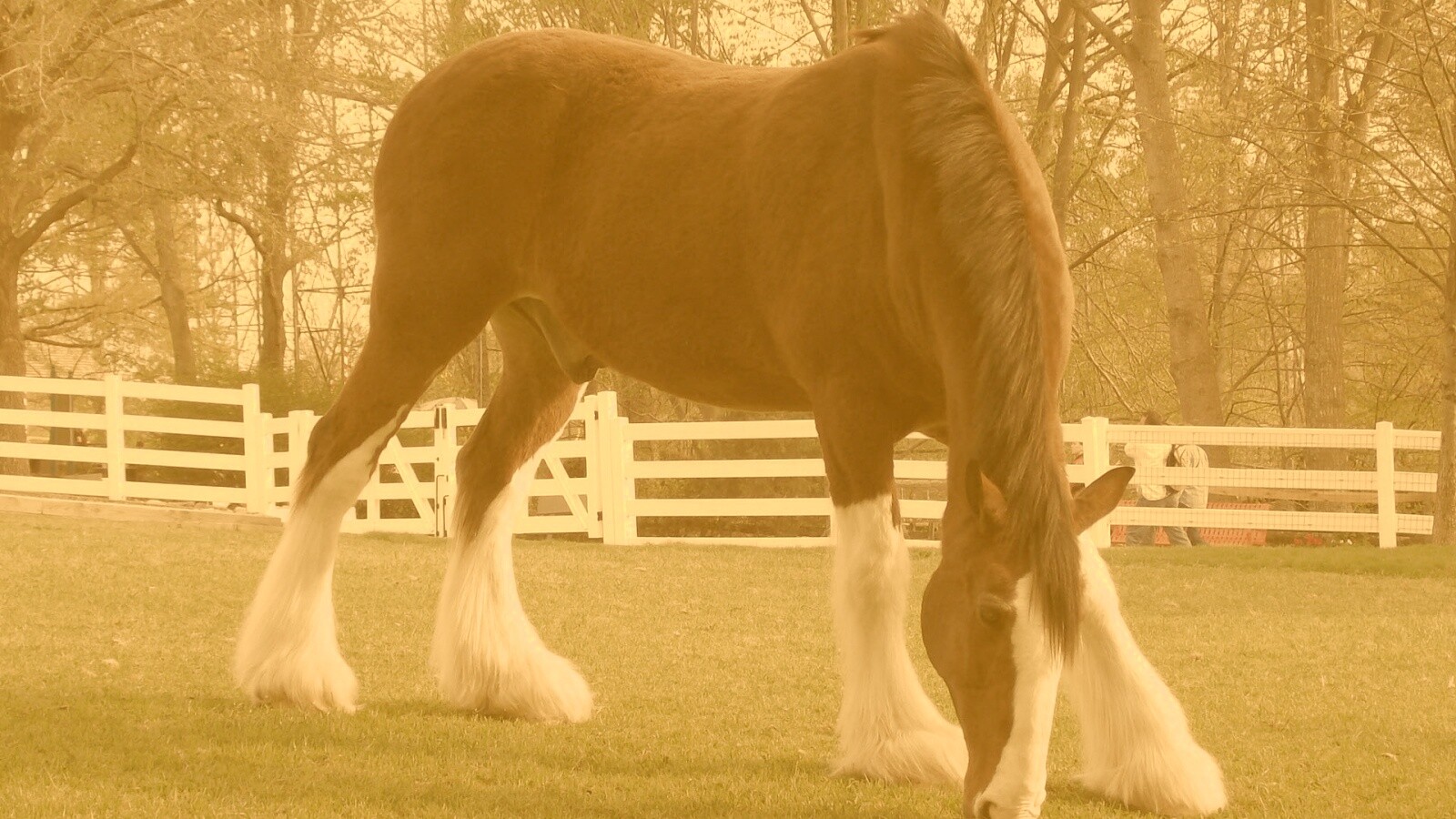 Лошадь с лохматыми ногами обои