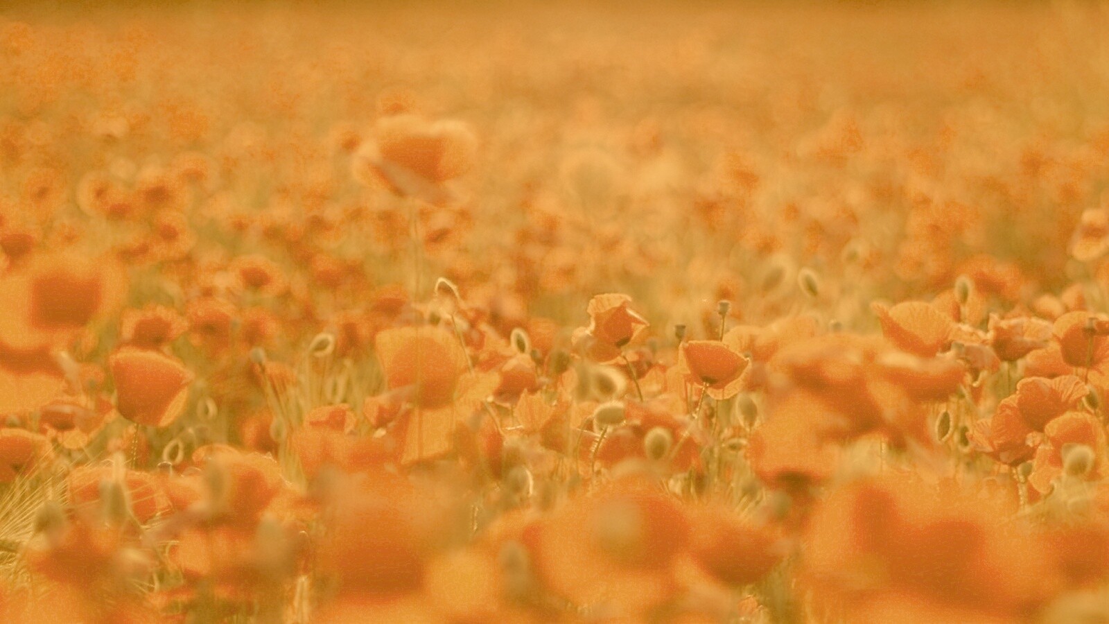 Маки в полях обои