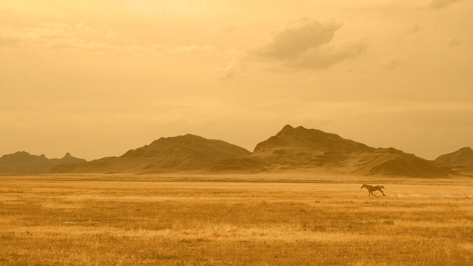 Мустанг в прериях обои