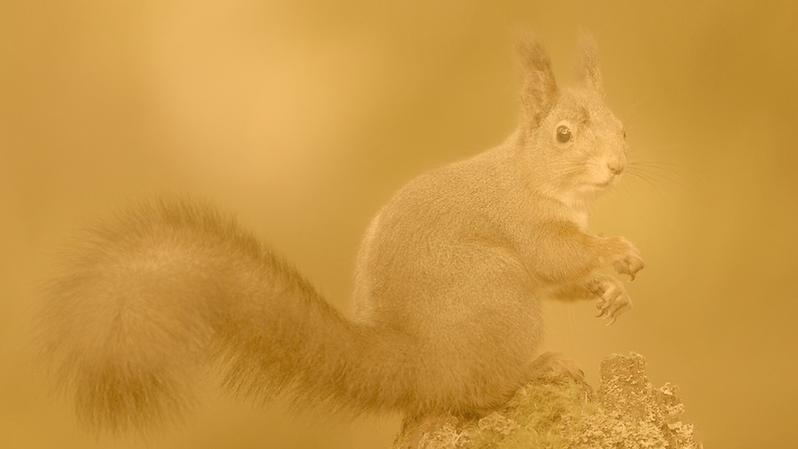 Белку застали врасплох обои