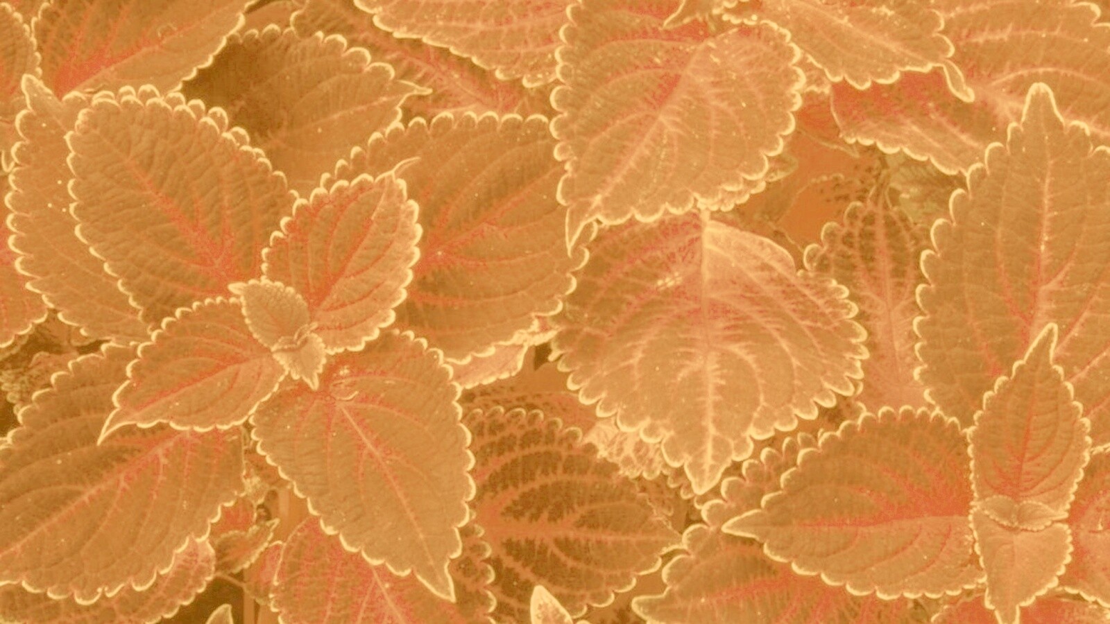 Красные листья обои