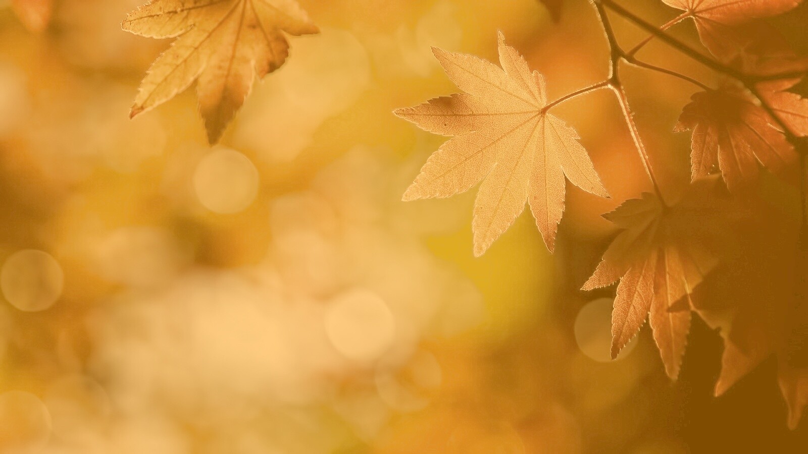 Осенние листья обои