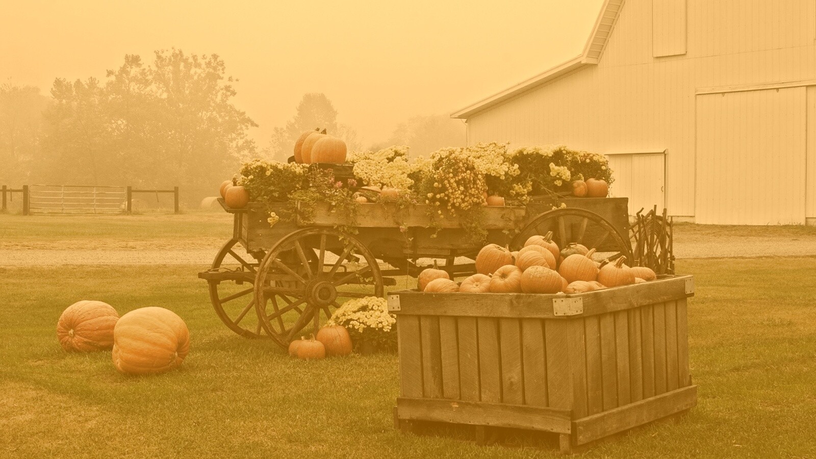 Урожай тыков обои