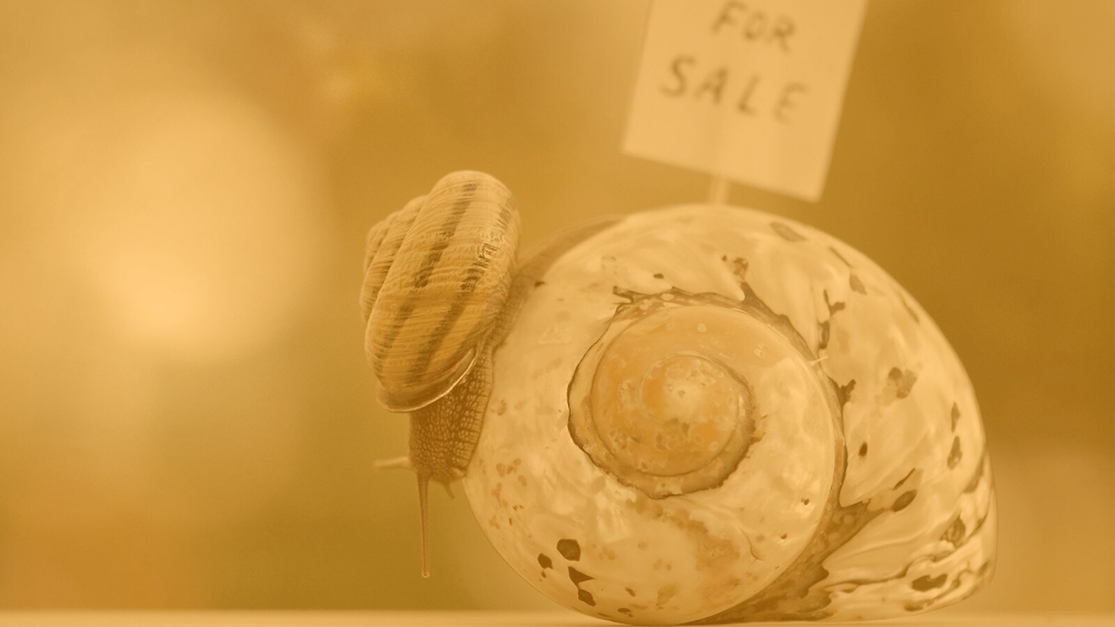 Улитка приматрвиает новый дом обои