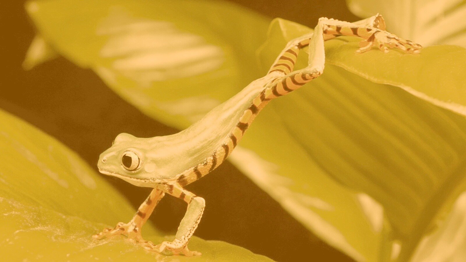 Лягушка переползает с листа на лист обои