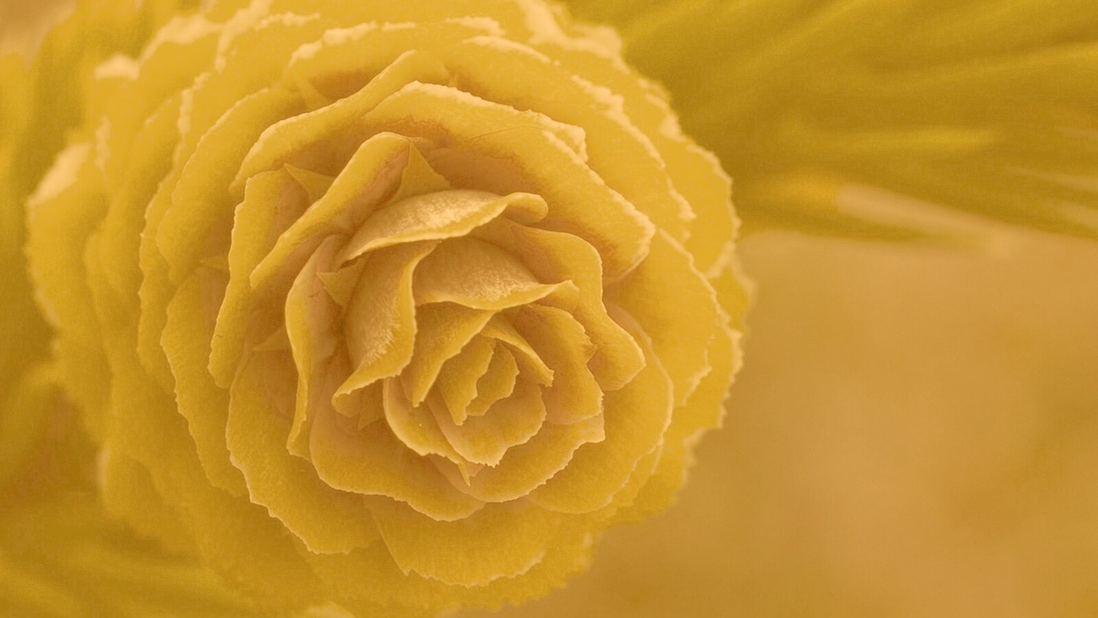 Молодая шишка обои