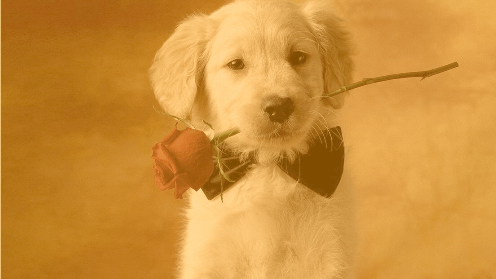 Щенок с розой в зубах обои