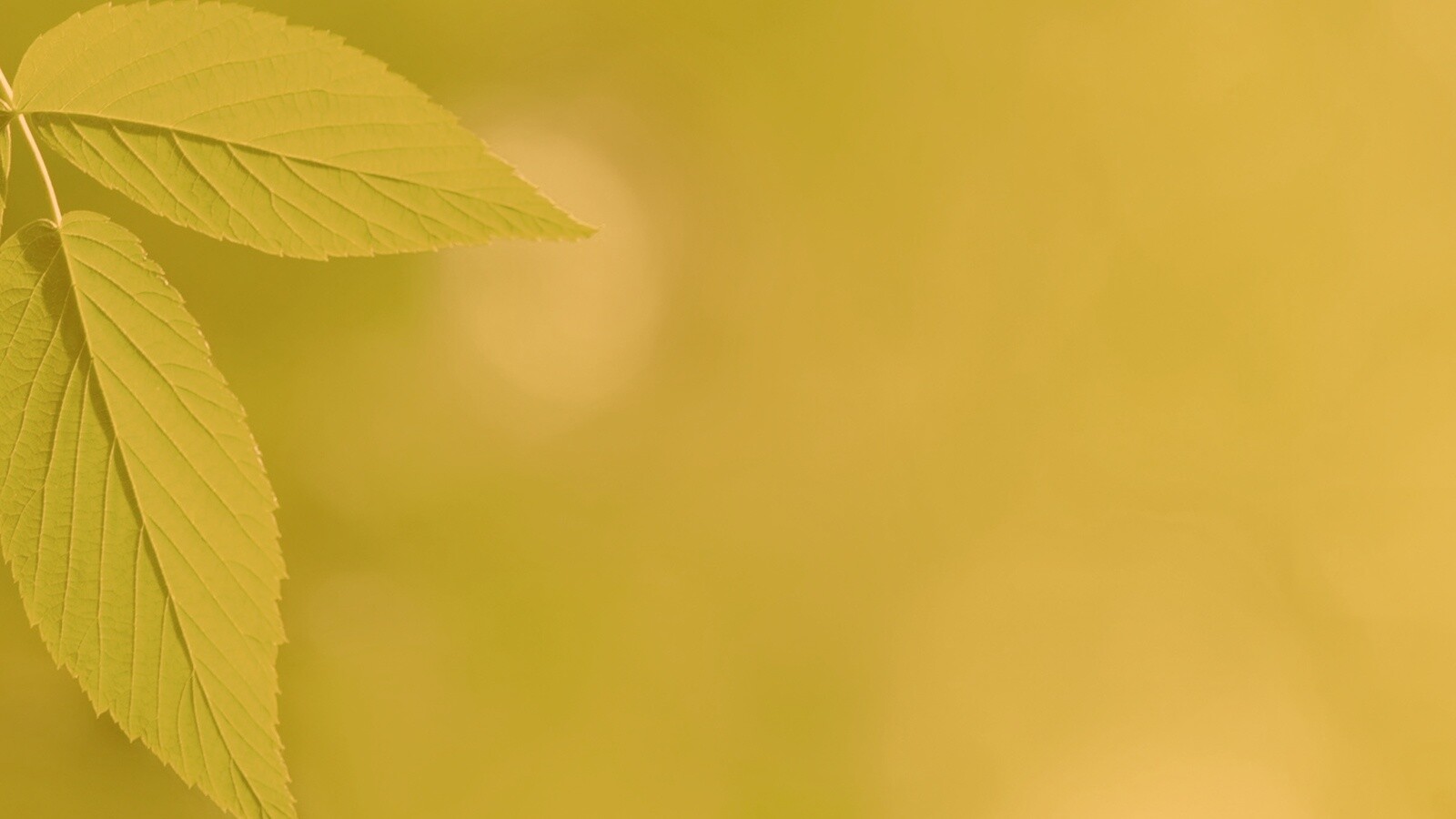 Два листа обои