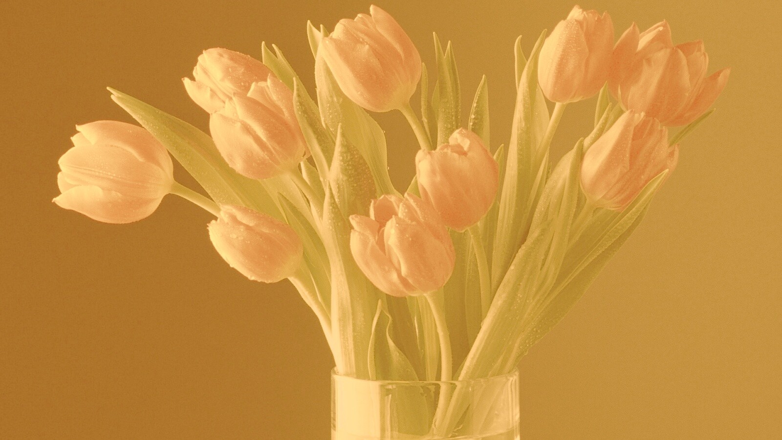 Букет тюльпанов обои