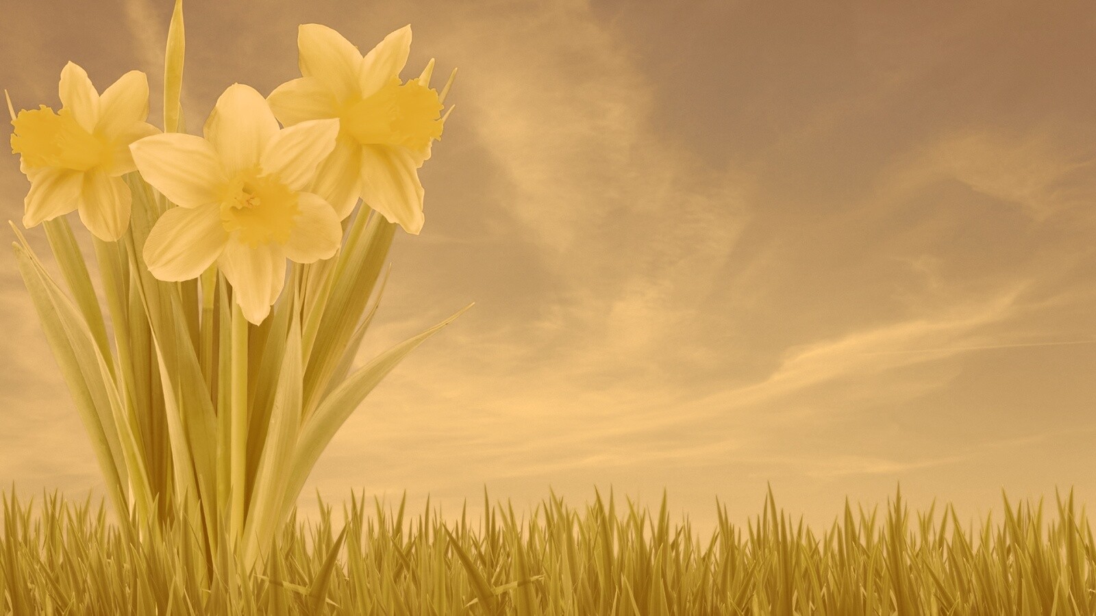 Букет цветов в траве обои