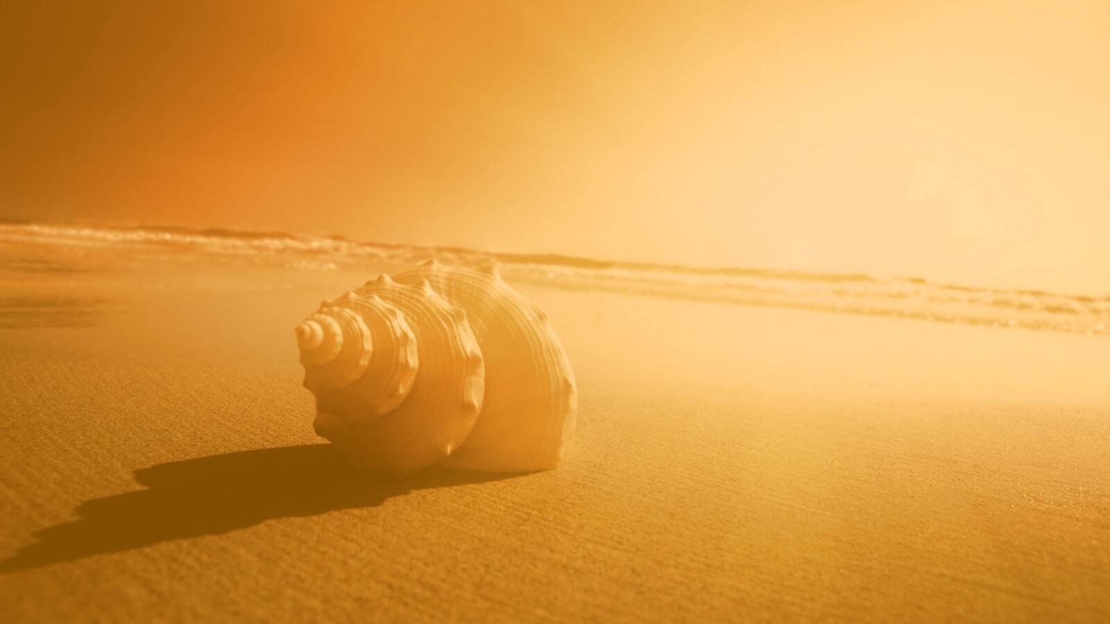 Золотистая ракушка обои