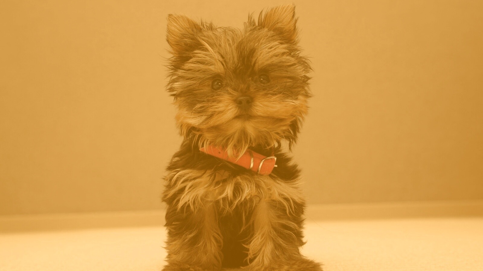 Щенок в красном ошейнике обои