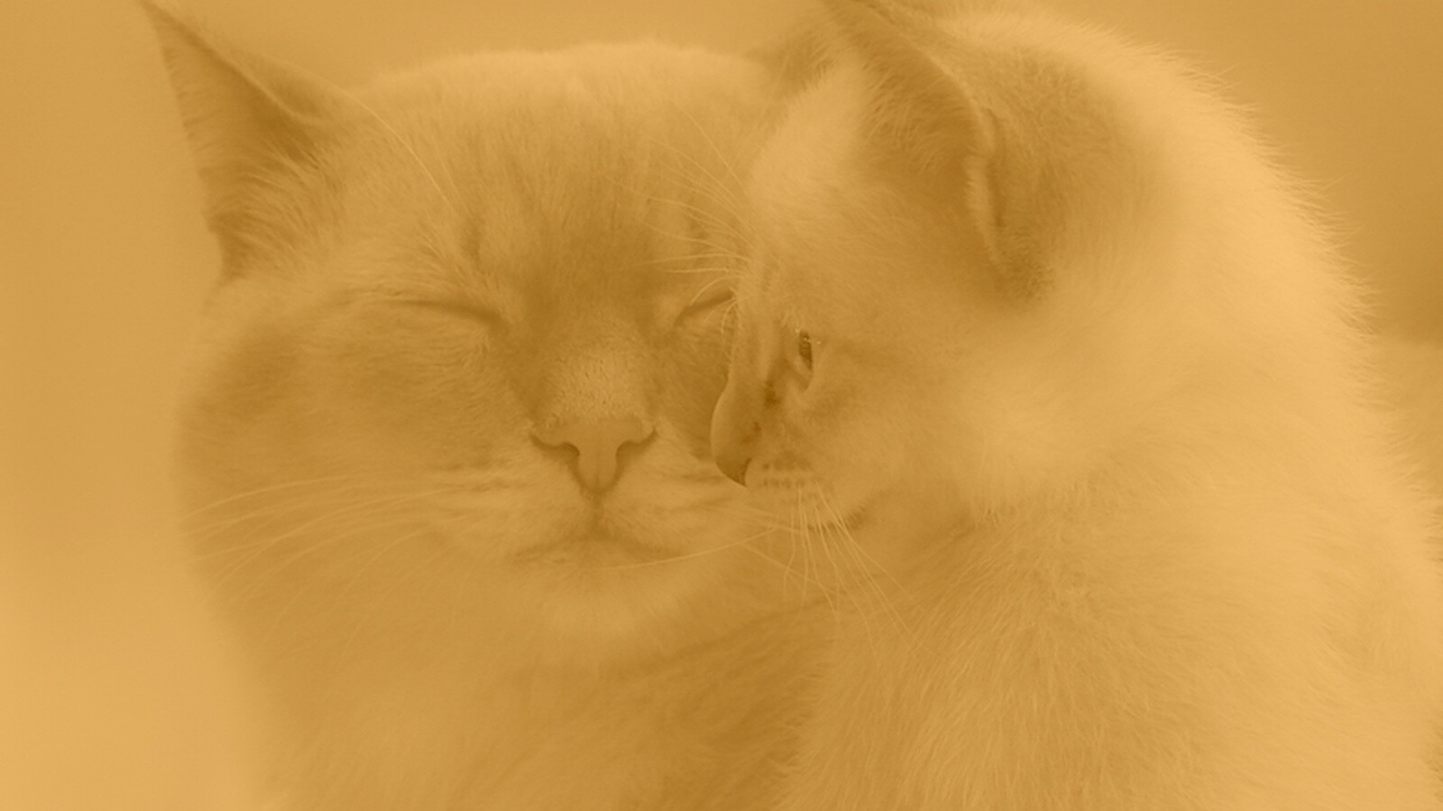 Кошка с котенком обои