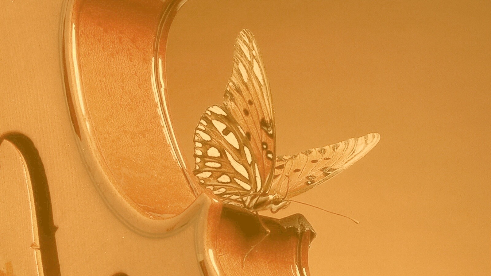 Бабочка на скрипке обои