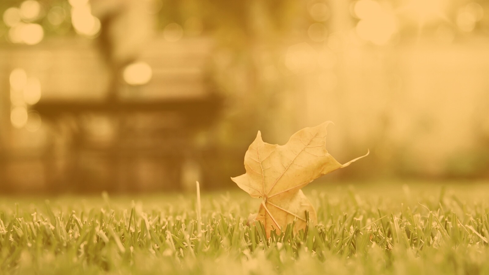 Зеленый лист на траве обои