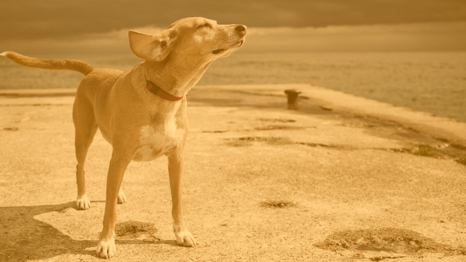 Собака на пирсе обои