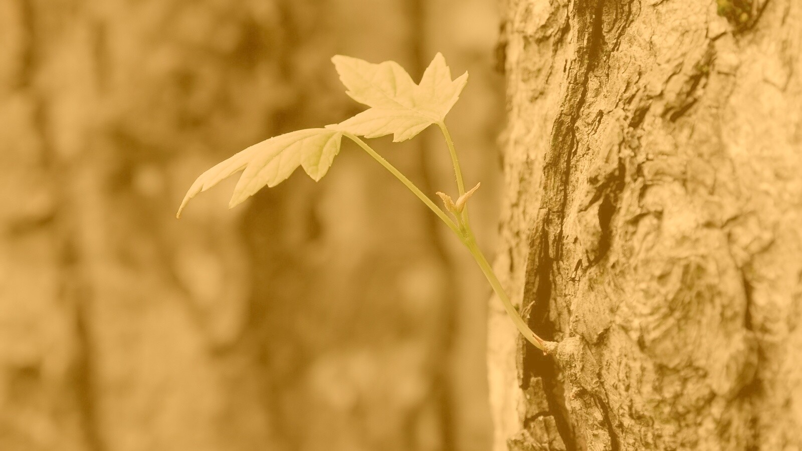 Молодой листик обои