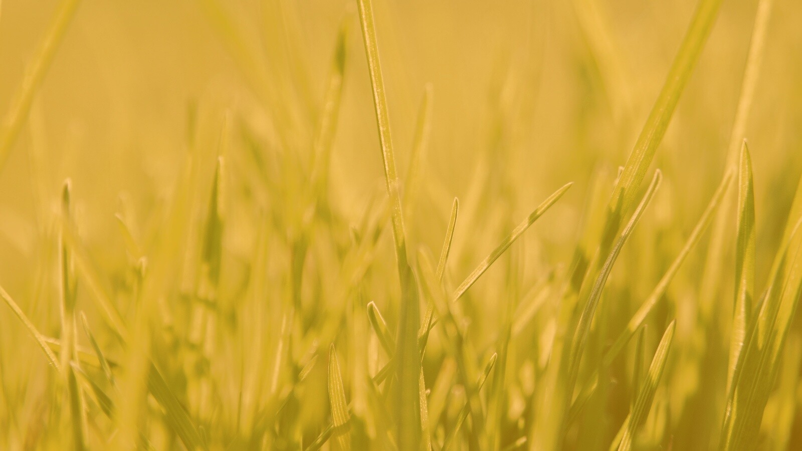 Ярко зеленая трава обои