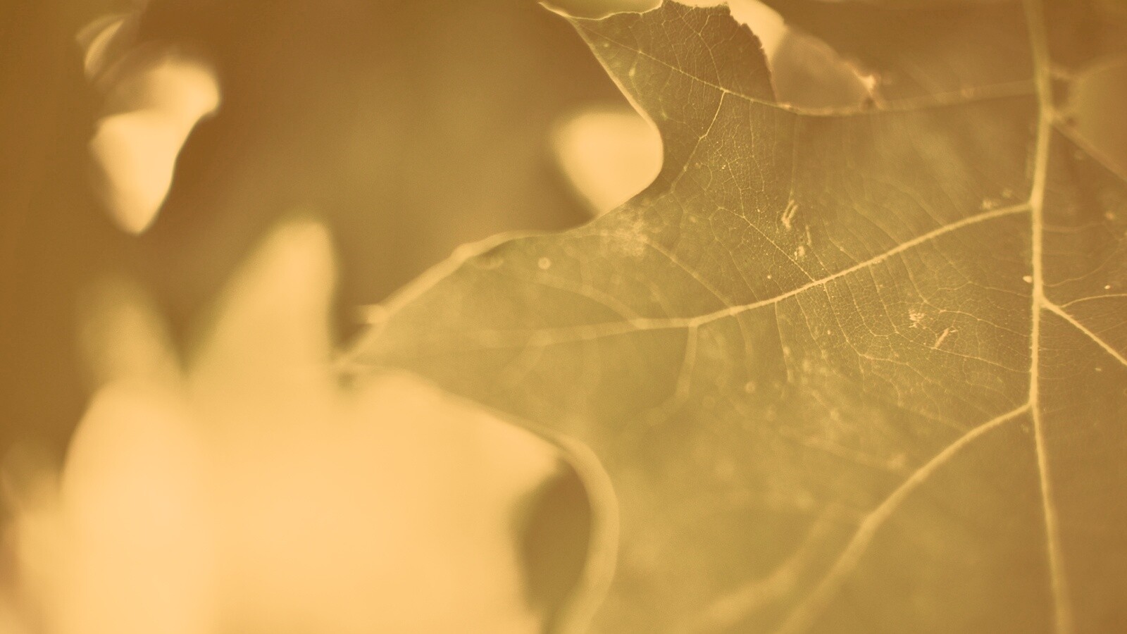 Темно-зеленый лист в макро обои