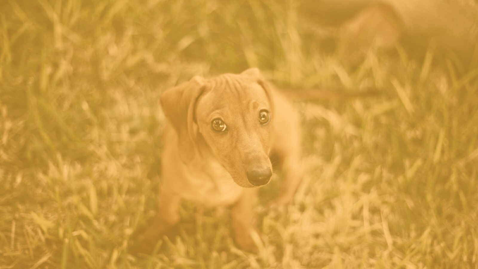 Маленькая милая такса обои