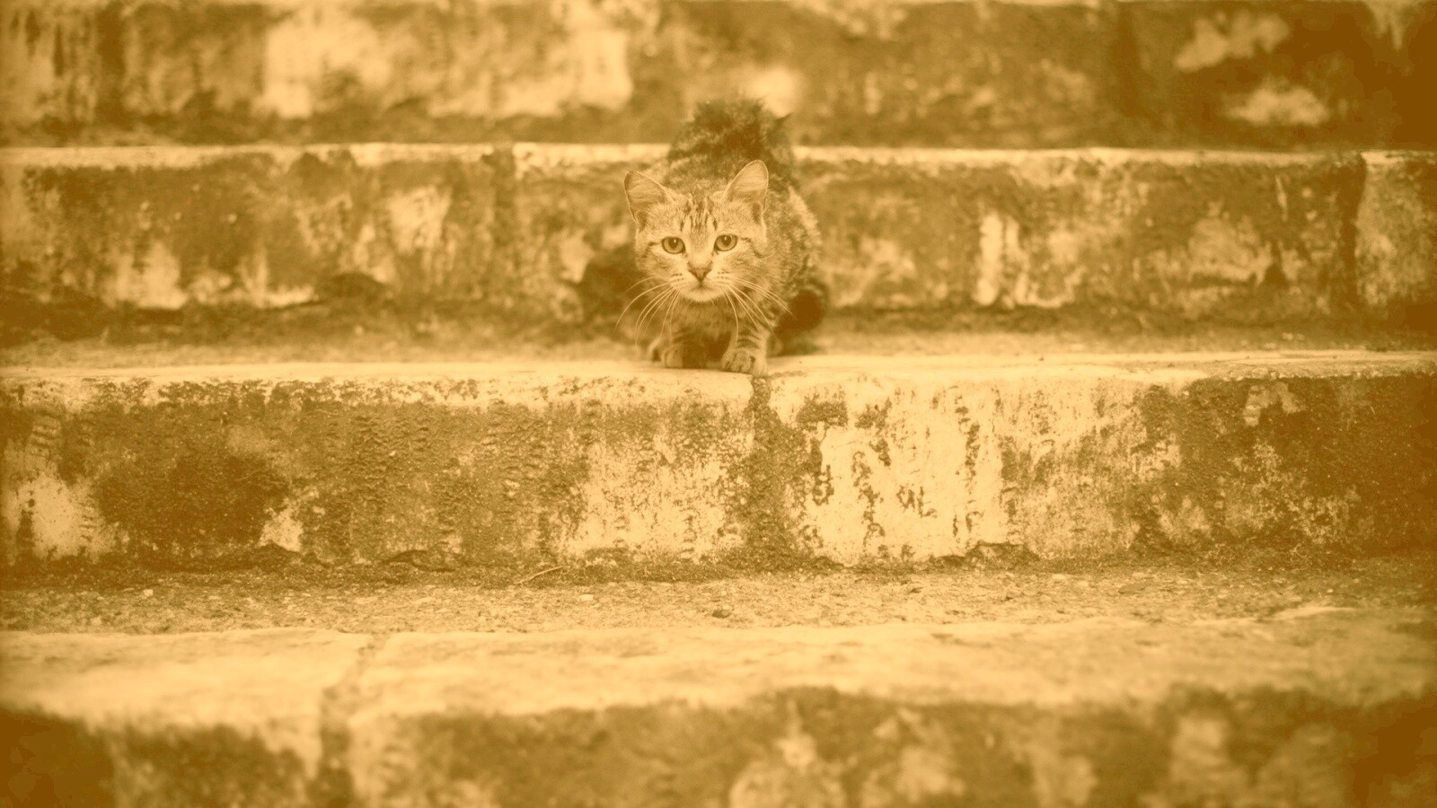 Растрепанная кошка на ступеньках лестницы обои