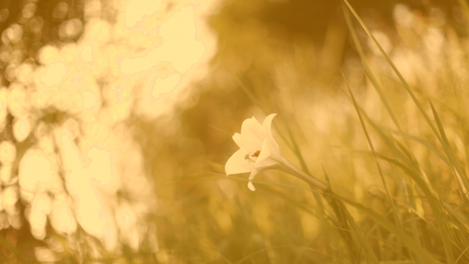 Цветок затерявшийся в траве обои