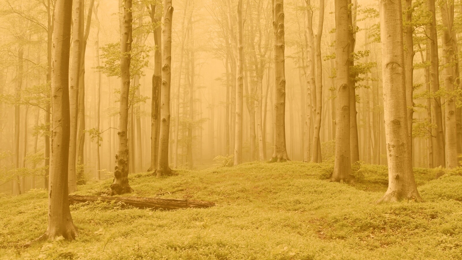 Опушка осинового леса обои