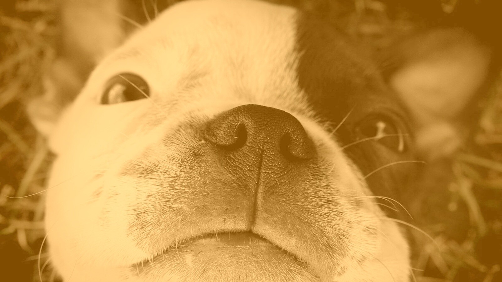 Бостонский терьер обои