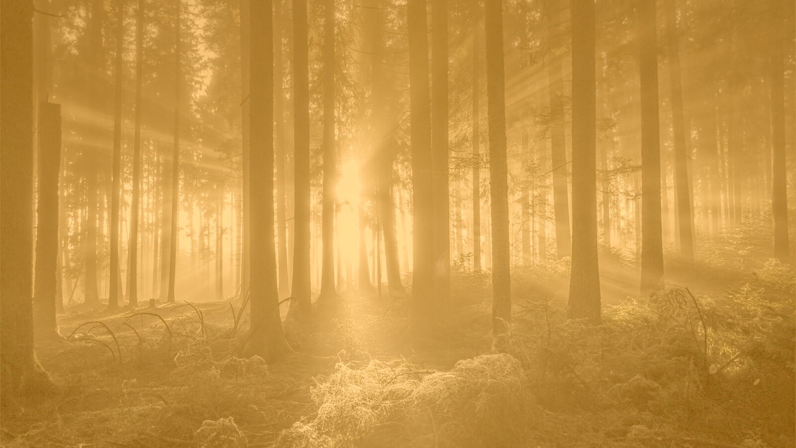 Свет пробивается сквозь стволы деревьев обои