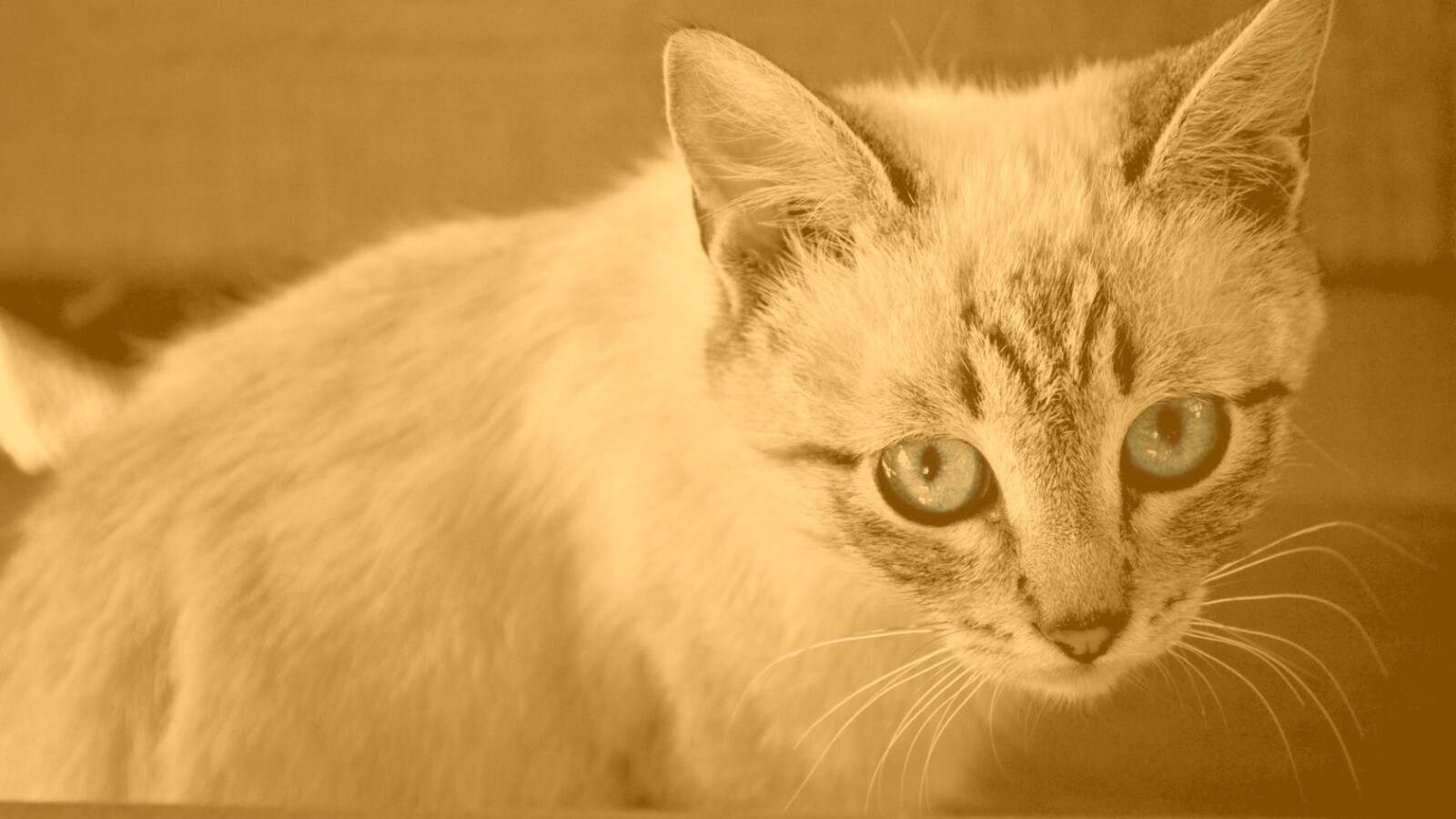 Котенок с синими глазами обои