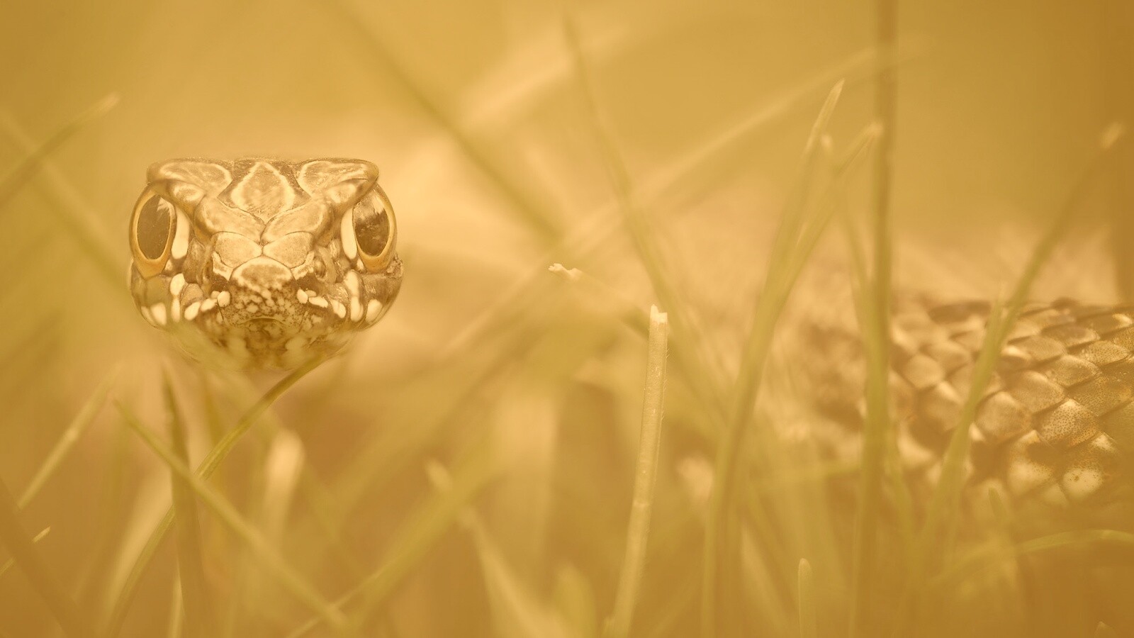 Змея в траве обои