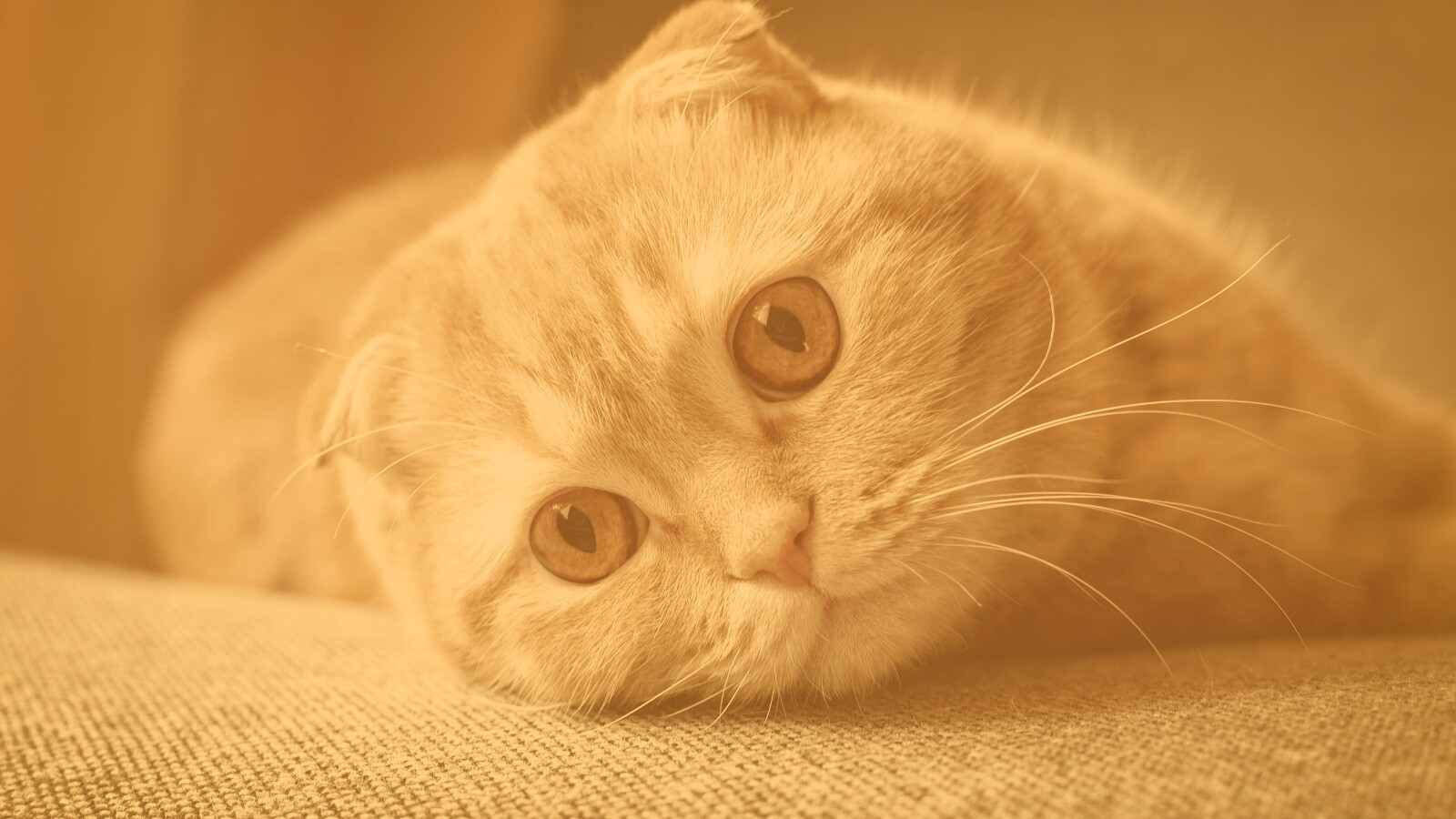 Скоттиш фолд рыжий обои