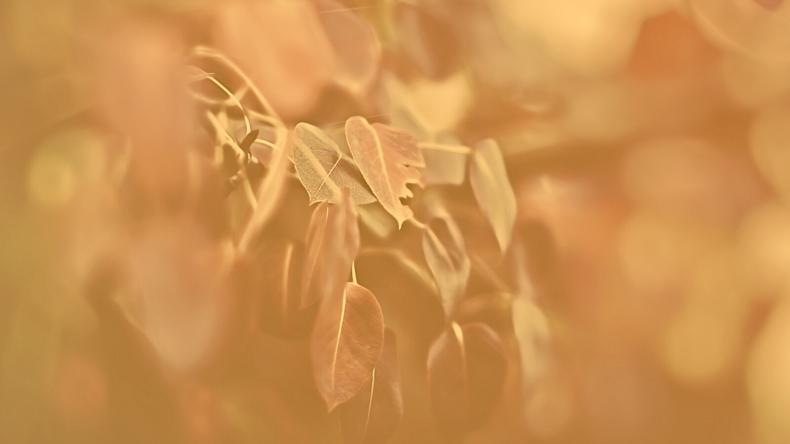 Фиолетовые листья обои