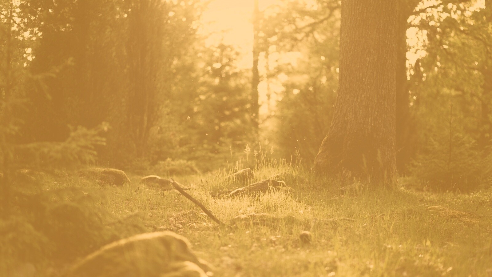 Лето в лесу обои