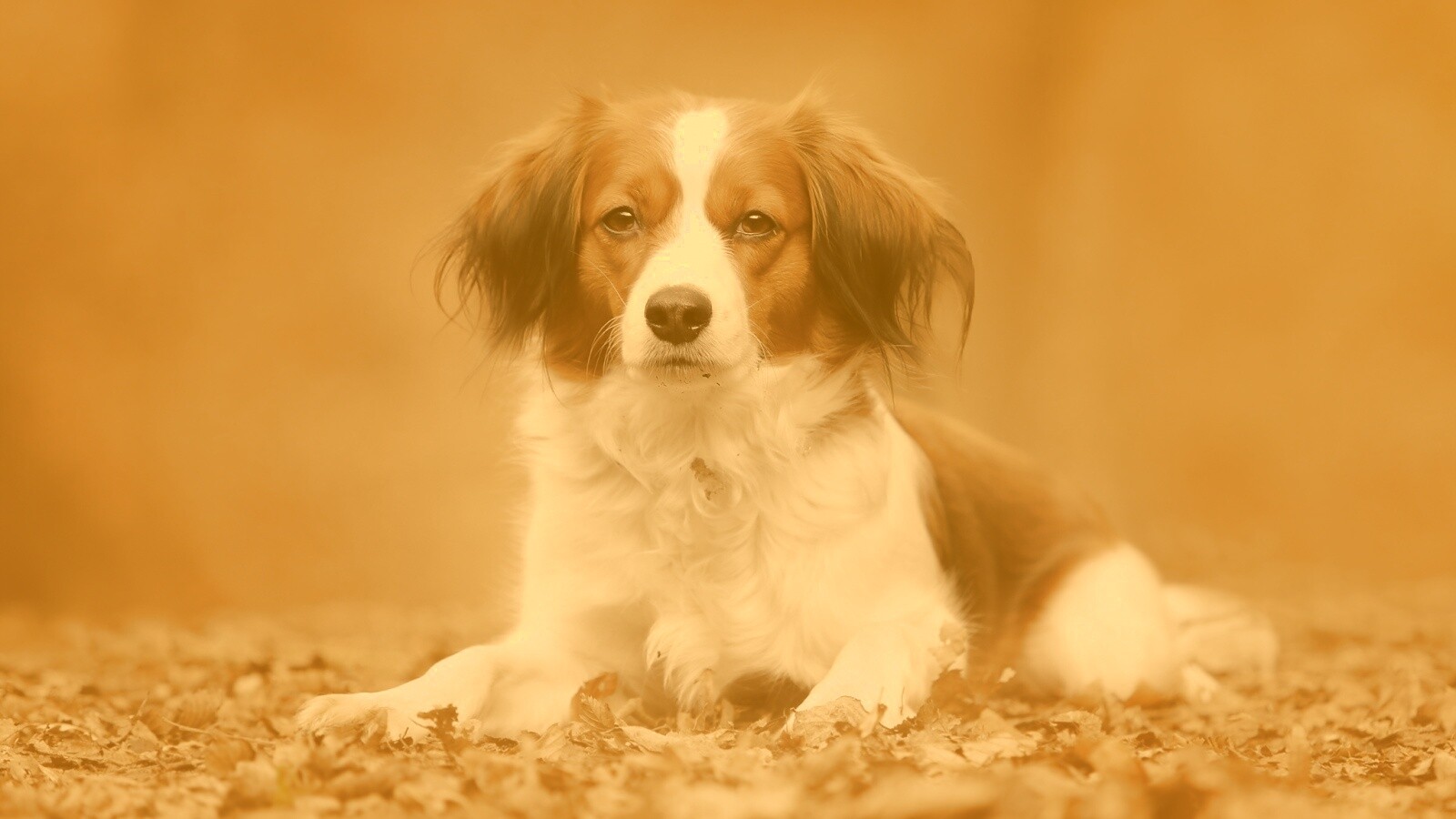 Собака на ковре из осенних листьев обои