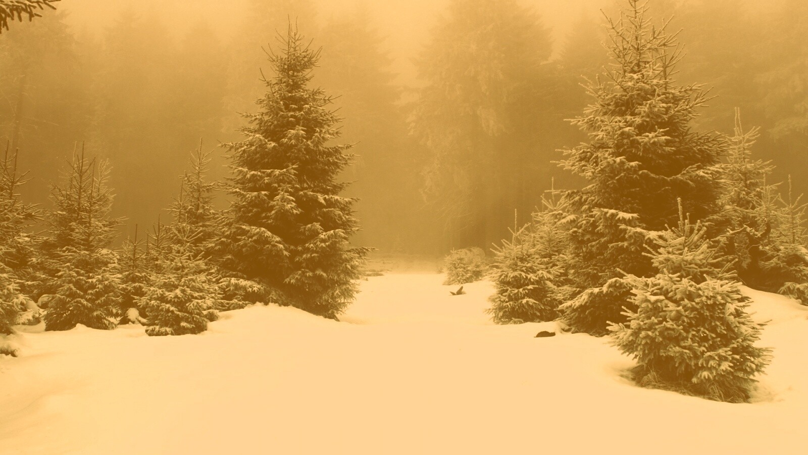 Ёлки в сугробах обои