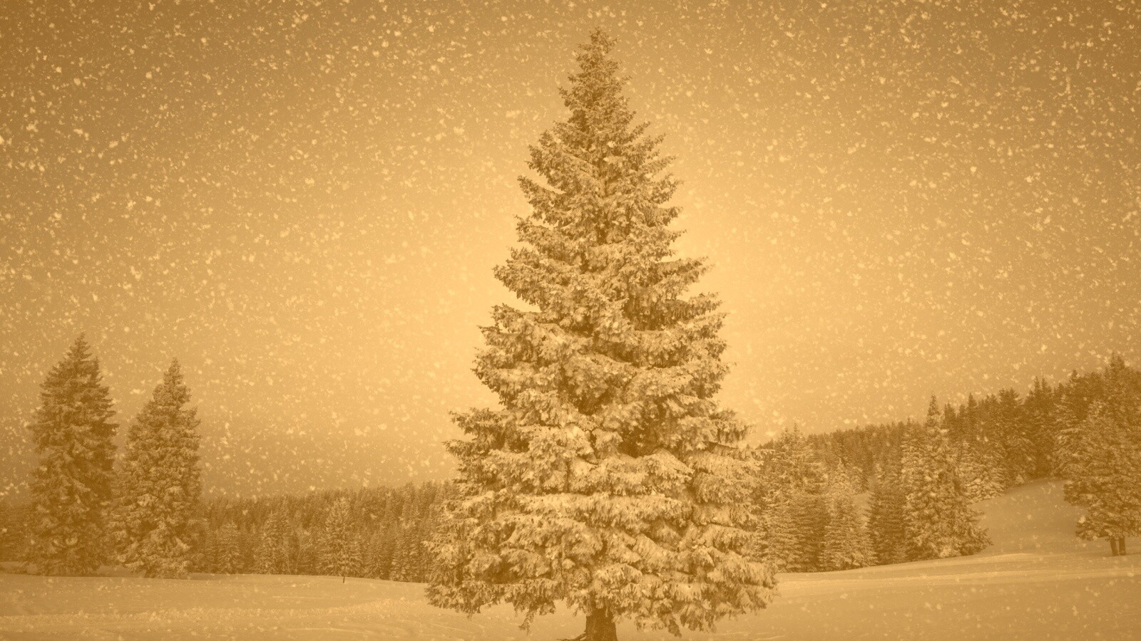 Ель в снегопад обои