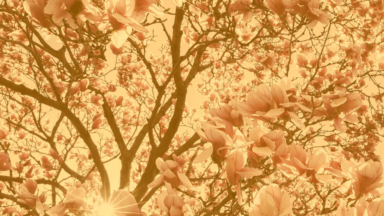 Магнолия обои