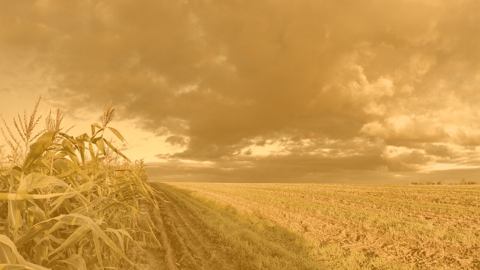 Кукурузное поле обои