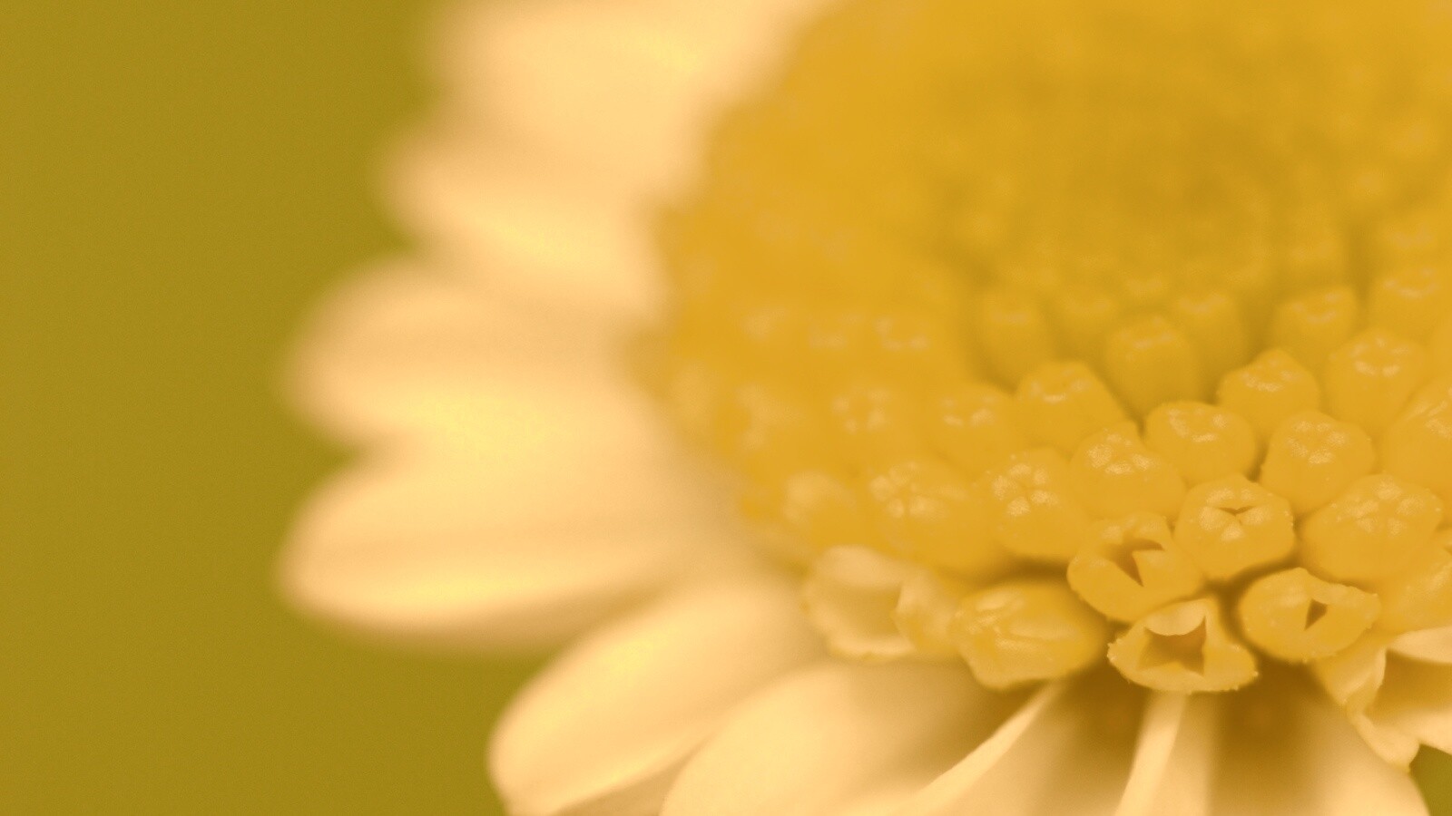 Хризантема обои