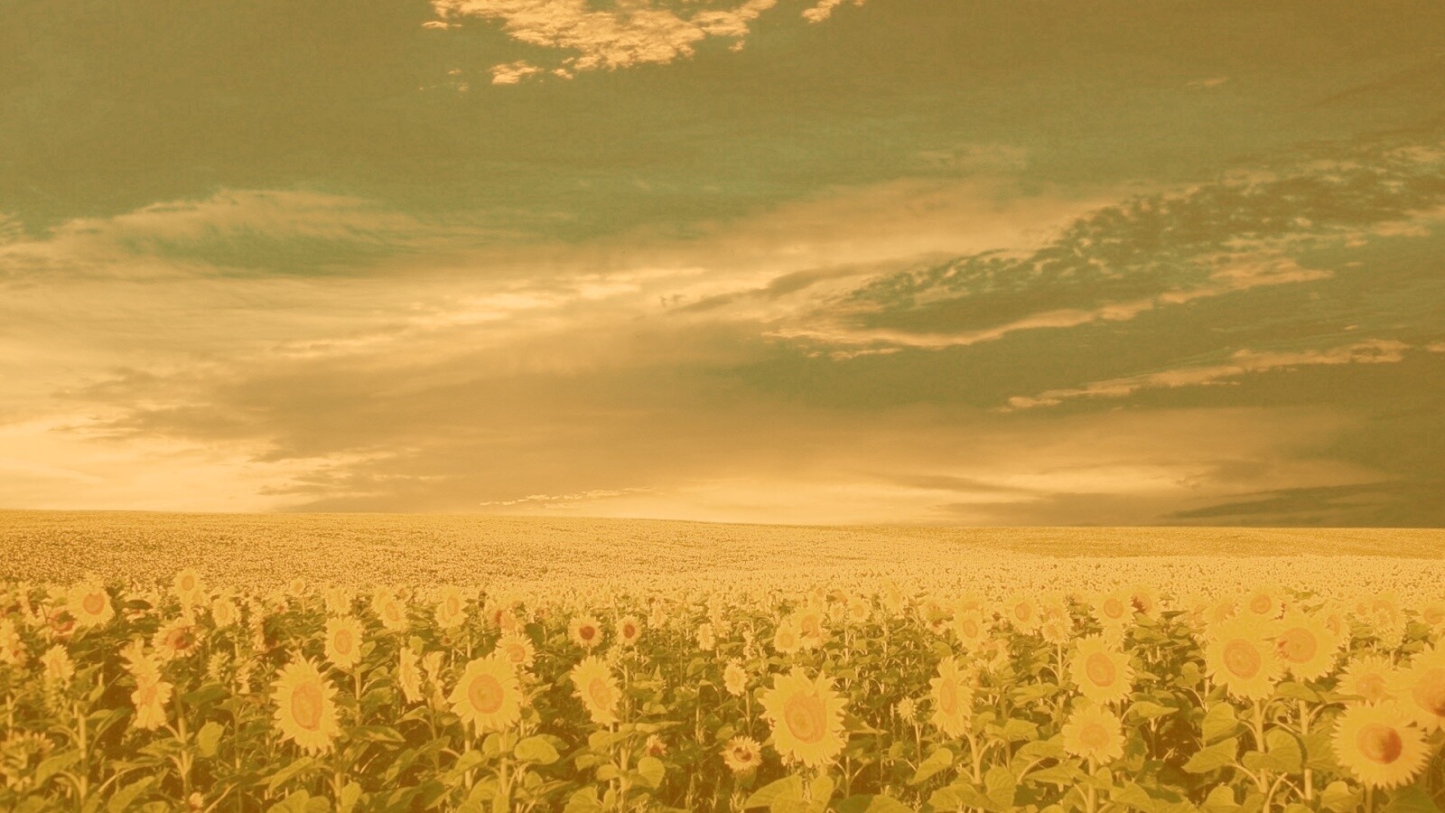 Целое поле подсолнухов обои