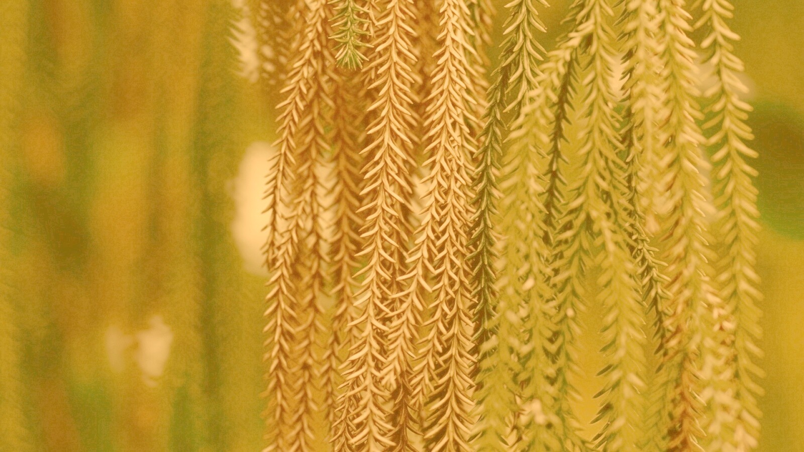 Зеленые колючки обои