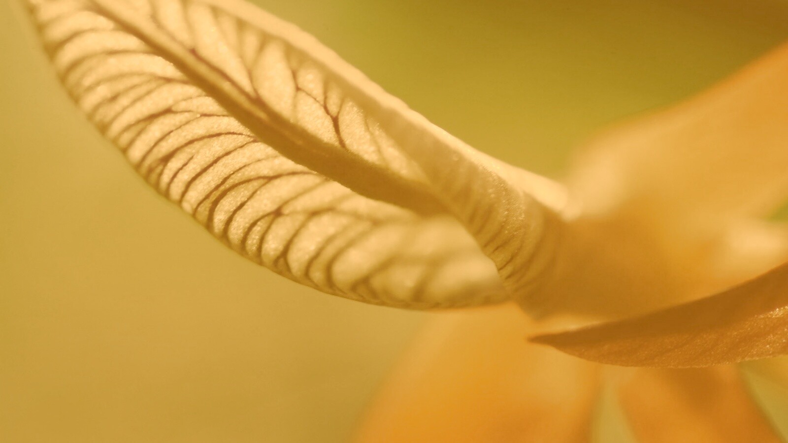 Сетчатый лист обои