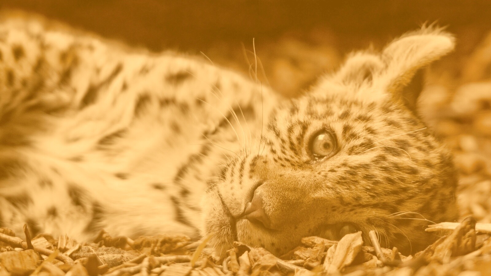 Гепард котенок обои