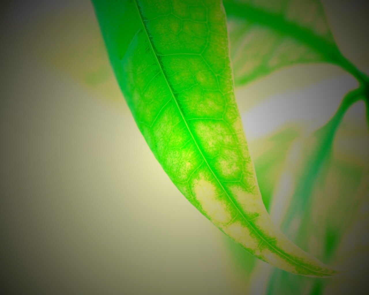 Зеленый листок обои