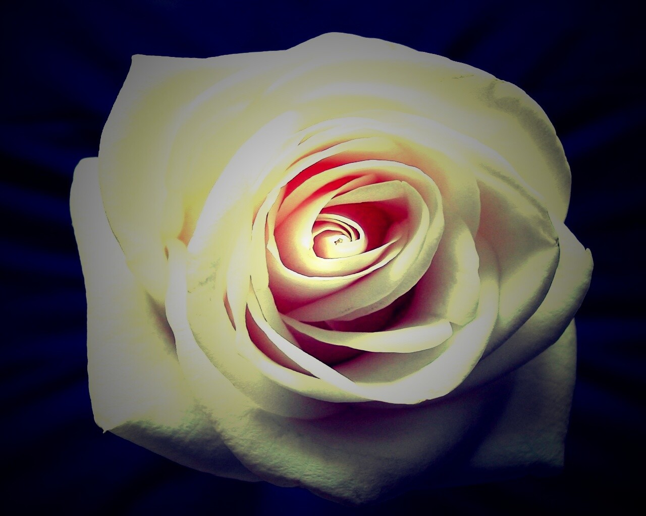 Белая роза обои