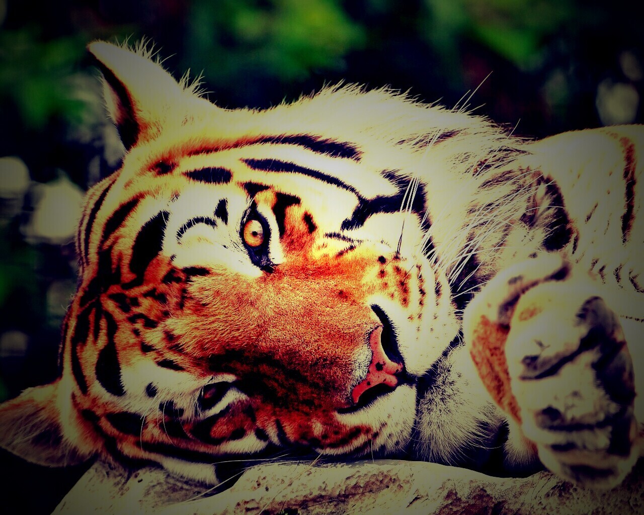 Тигр обои