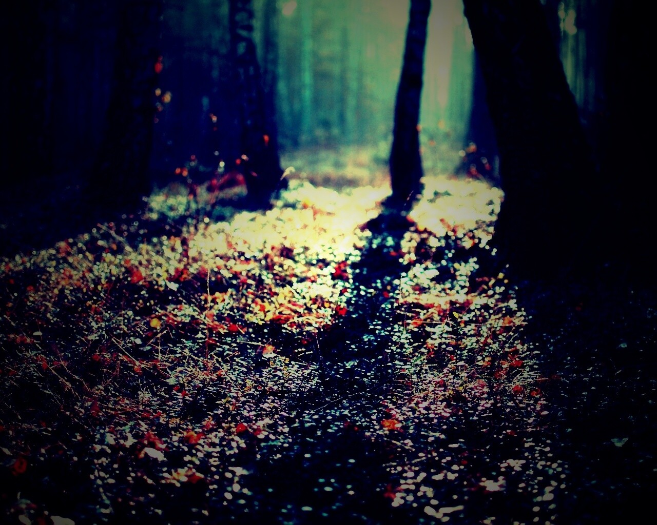 Лесная земля обои