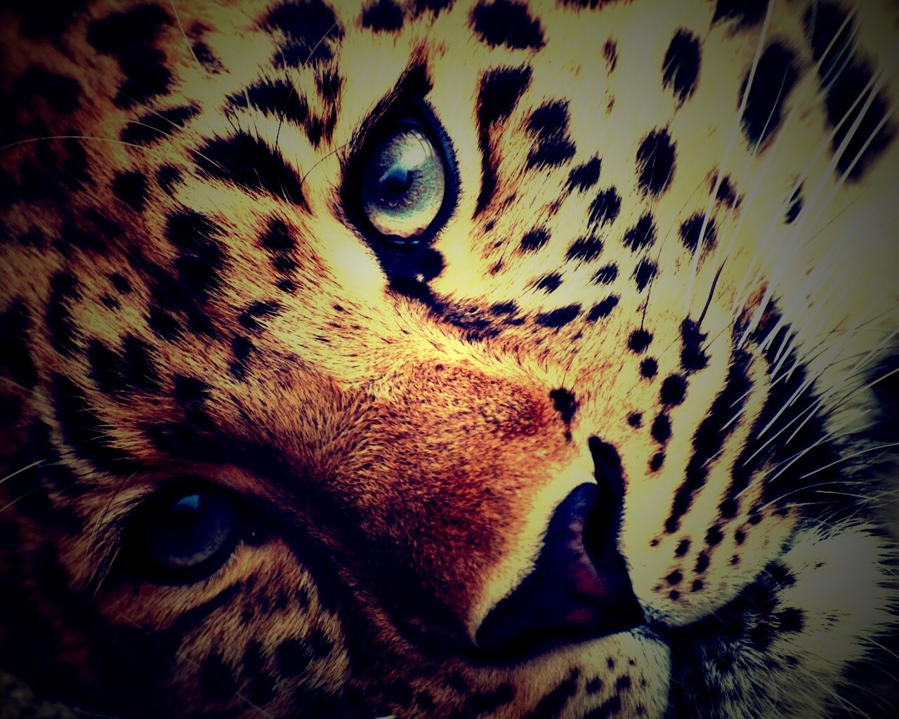 Леопард обои