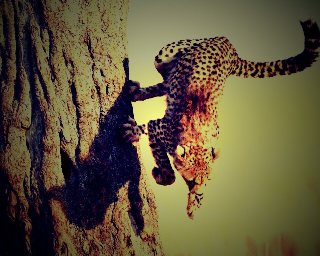 Скалолаз обои